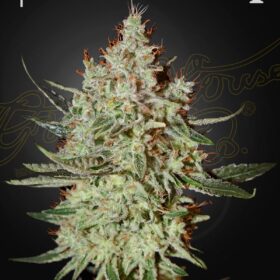 Cheese Green House Seeds
