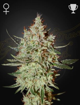 Cheese Green House Seeds