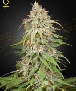 GH Amnesia Green House Seeds