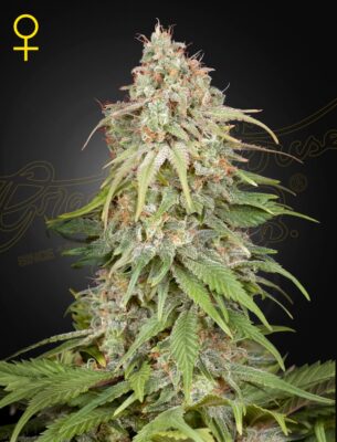 GH Amnesia Green House Seeds
