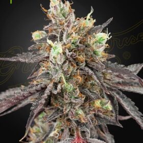 Gelato 41 x Gelato 41 Auto Green House Seeds
