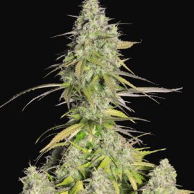 Girl Scout Cookies Auto Fast Buds Seeds