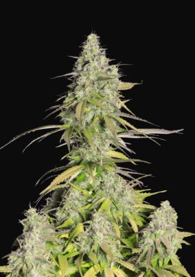 Girl Scout Cookies Auto Fast Buds Seeds