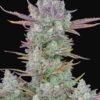 Gorilla Cookies Auto Fast Buds Seeds