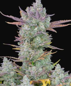 Gorilla Cookies Auto Fast Buds Seeds