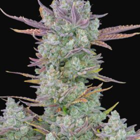 Gorilla Cookies Auto Fast Buds Seeds