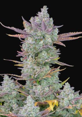 Gorilla Cookies Auto Fast Buds Seeds