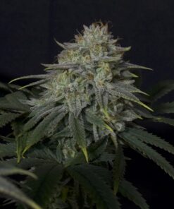 Gorilla Cookies FF Fast Buds Seeds