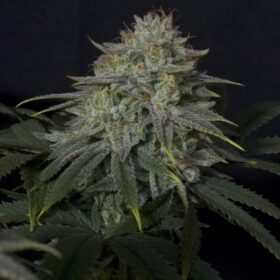 Gorilla Cookies FF Fast Buds Seeds