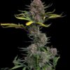 Gorilla Punch Auto Fast Buds Seeds