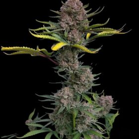 Gorilla Punch Auto Fast Buds Seeds