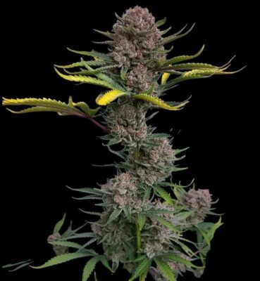 Gorilla Punch Auto Fast Buds Seeds