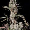 Gorilla Zkittlez Auto Fast Buds Seeds