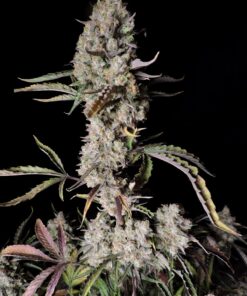Gorilla Zkittlez Auto Fast Buds Seeds