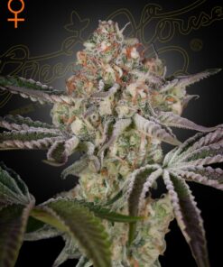 Great White Shark Green House Seeds