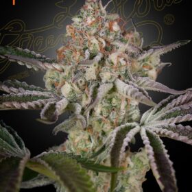 Great White Shark Green House Seeds