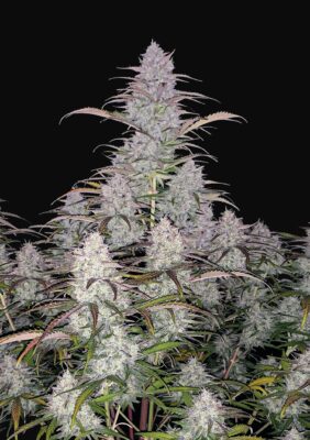 Green Crack Auto Fast Buds Seeds