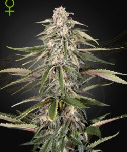 Green-O-Matic Auto Green House Seeds
