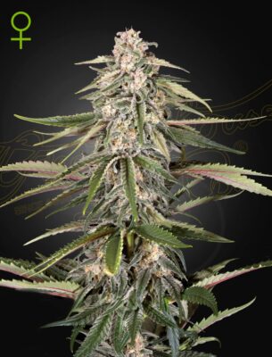 Green-O-Matic Auto Green House Seeds