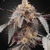 Guava x Gelato 41 Auto Green House Seeds