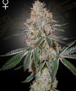 HighCloudZ Green House Seeds