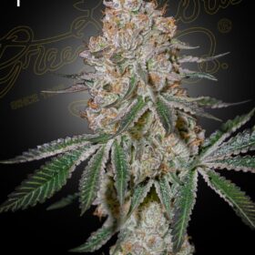 HighCloudZ Green House Seeds