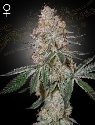HighCloudZ Green House Seeds