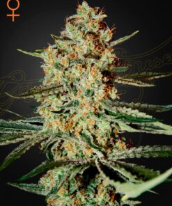 Himalaya Gold Green House Seeds