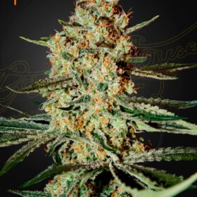 Himalaya Gold Green House Seeds