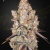 Holy Snow Green House Seeds
