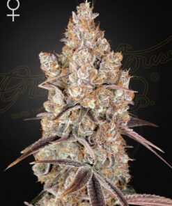 Holy Snow Green House Seeds