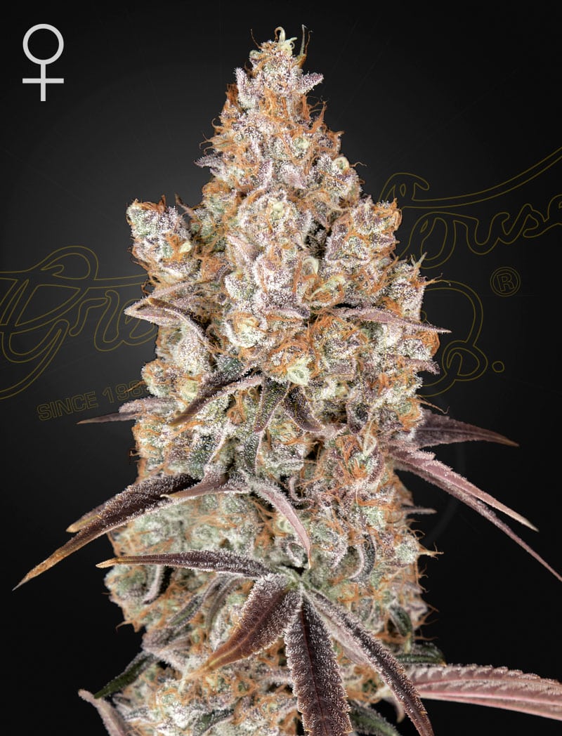 Holy Snow Green House Seeds