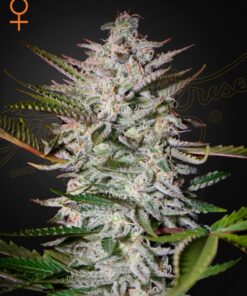 Holy Punch Green House Seeds