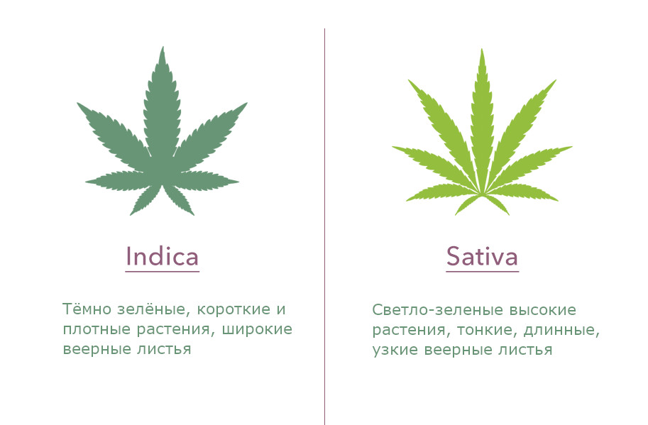 Индика сатива разница