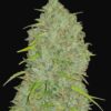 Jack Herer Auto Fast Buds Seeds