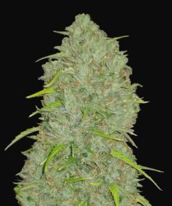 Jack Herer Auto Fast Buds Seeds