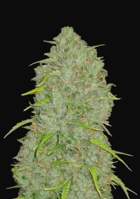 Jack Herer Auto Fast Buds Seeds