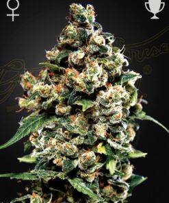 Jack Herer Green House Seeds