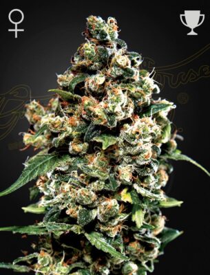 Jack Herer Green House Seeds