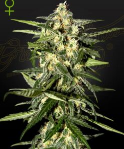 Jack Herer Auto Green House Seeds