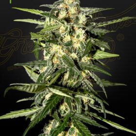 Jack Herer Auto Green House Seeds
