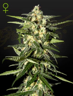 Jack Herer Auto Green House Seeds