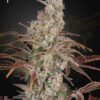 Jack's Dream Green House Seeds