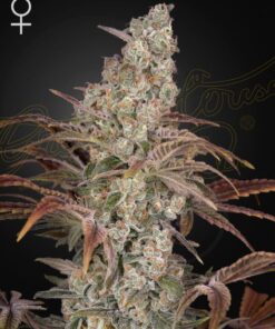 Jack's Dream Green House Seeds