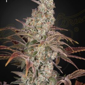 Jack's Dream Green House Seeds