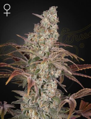 Jack's Dream Green House Seeds