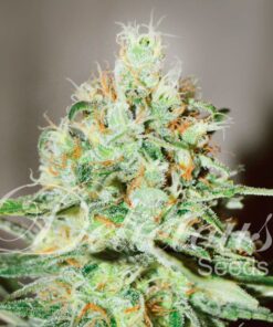 Jagg Kush Delicious Seeds