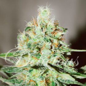Jagg Kush Delicious Seeds