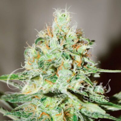 Jagg Kush Delicious Seeds