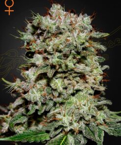 Kalashnikova Green House Seeds